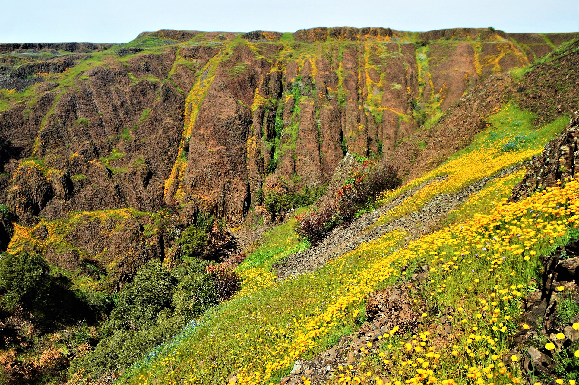 Basalt cliffs and a carpet of orange California poppies at North Table Mountain Ecological Reserve